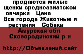 продаются милые щенки среднеазиатской овчарки › Цена ­ 30 000 - Все города Животные и растения » Собаки   . Амурская обл.,Сковородинский р-н